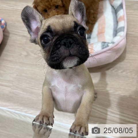 フレンチ・ブルドッグの写真