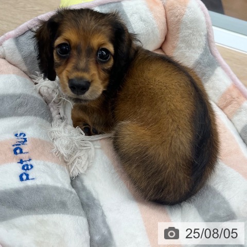 カニーンヘン・ダックスフンドの写真