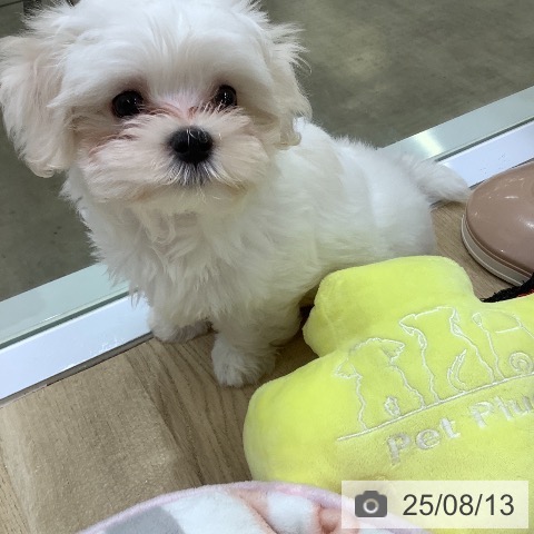 マルチーズの写真