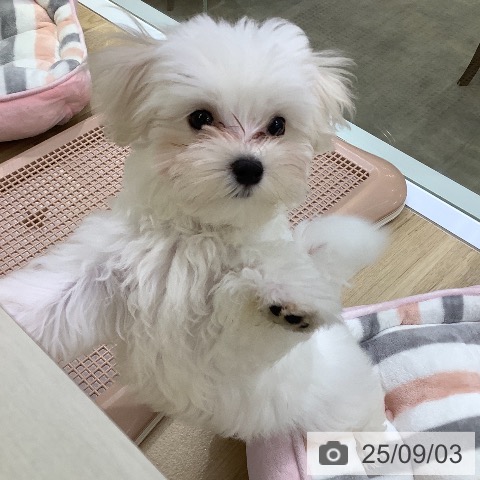 マルチーズの写真