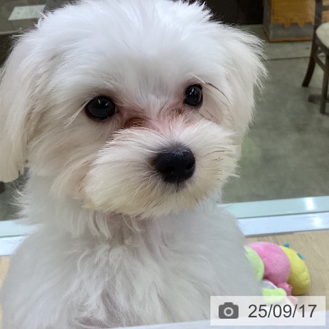 マルチーズの写真