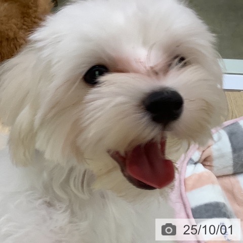 マルチーズの写真