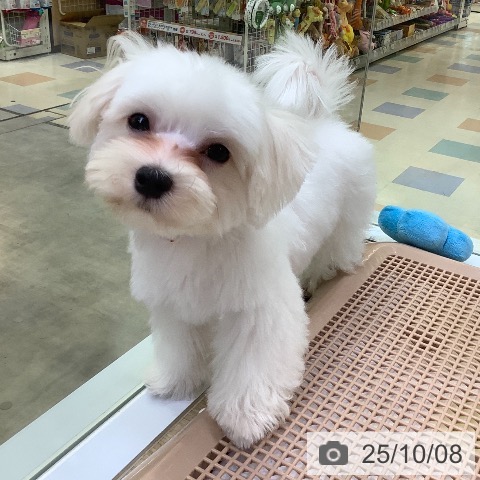 マルチーズの写真