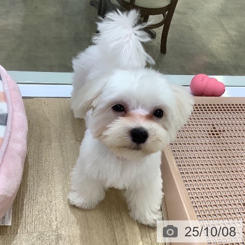 マルチーズの写真