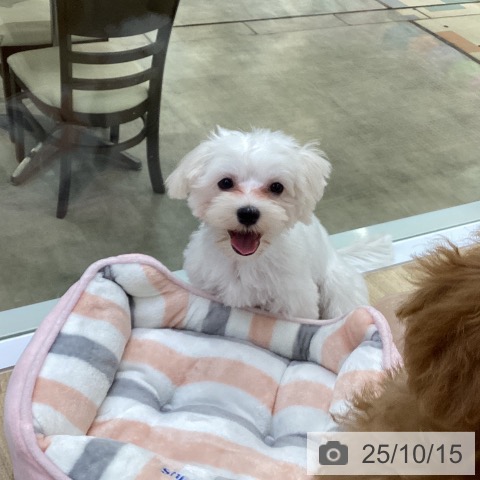 マルチーズの写真