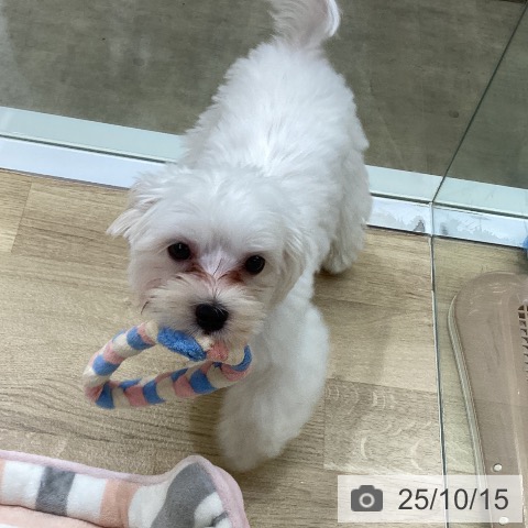 マルチーズの写真