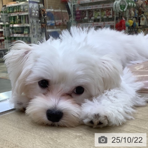 マルチーズの写真