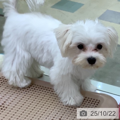 マルチーズの写真