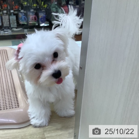 マルチーズの写真