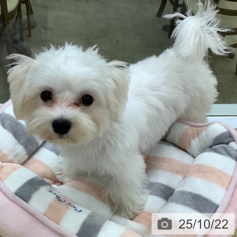 マルチーズの写真