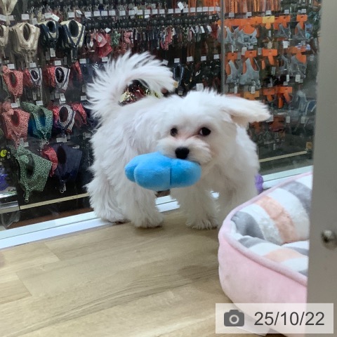 マルチーズの写真