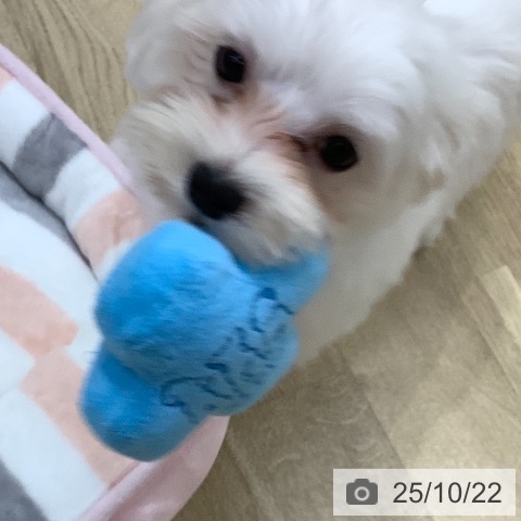 マルチーズの写真