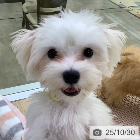 マルチーズの写真