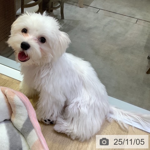 マルチーズの写真