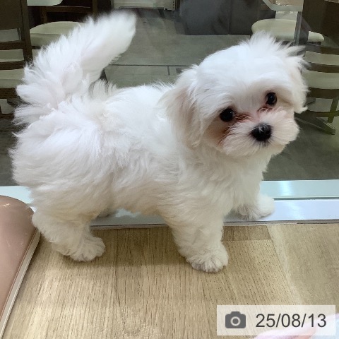 マルチーズの写真