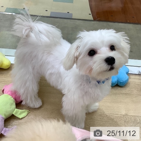 マルチーズの写真