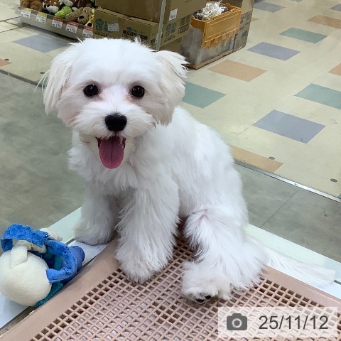 マルチーズの写真