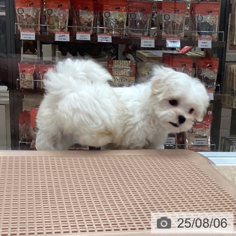 マルチーズの写真