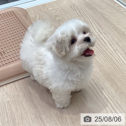マルチーズの写真