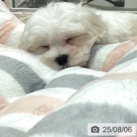 マルチーズの写真