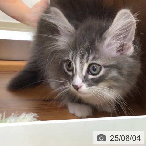 ノルウェージャンフォレストキャットの写真