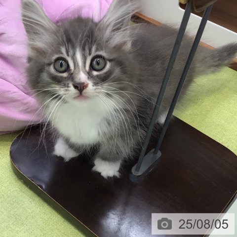 ノルウェージャンフォレストキャットの写真