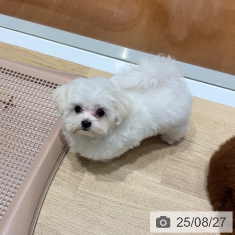 マルチーズの写真
