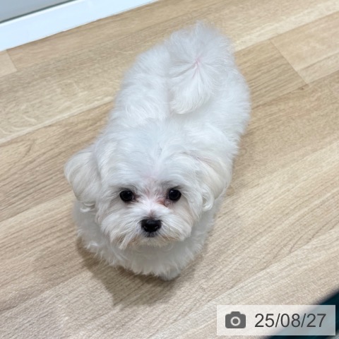 マルチーズの写真