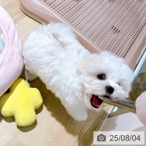 マルチーズの写真