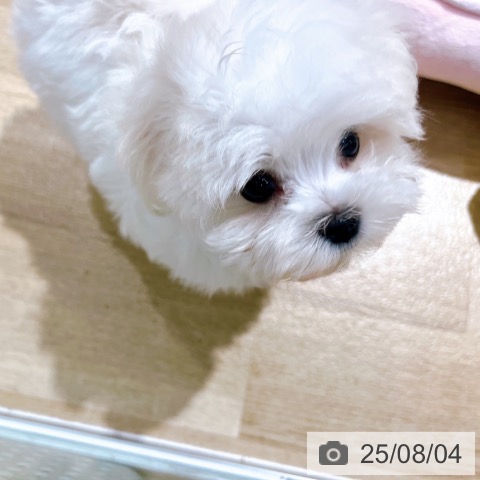 マルチーズの写真