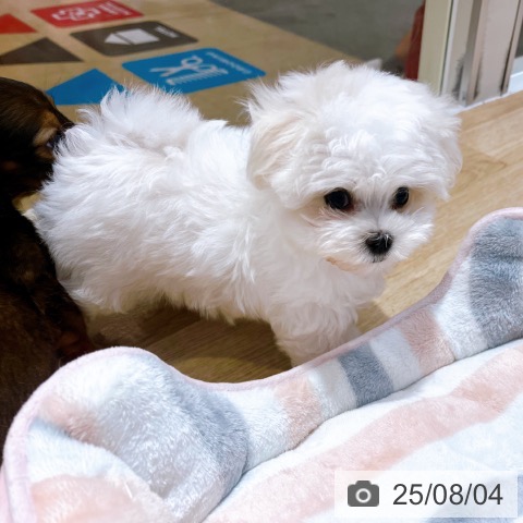 マルチーズの写真