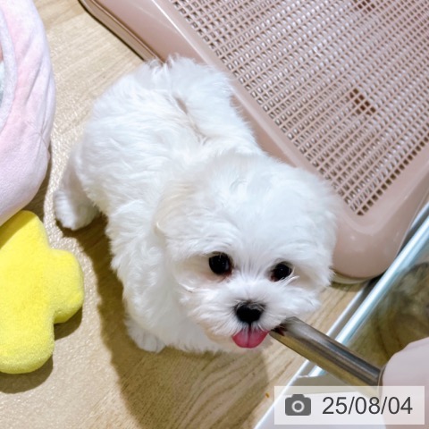 マルチーズの写真