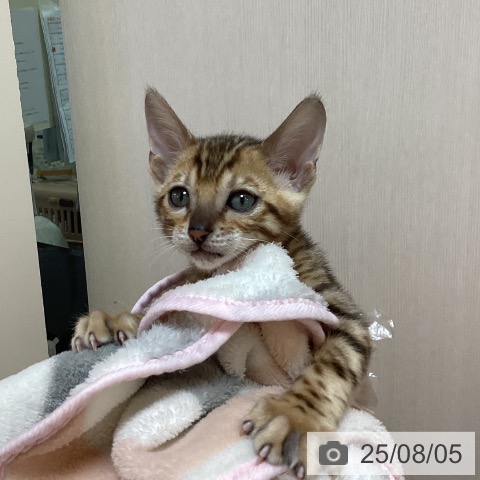ベンガルの写真