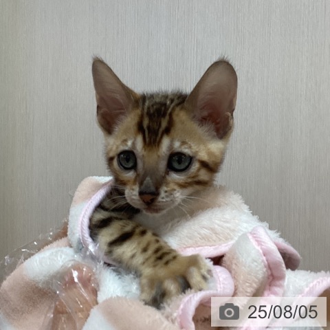ベンガルの写真