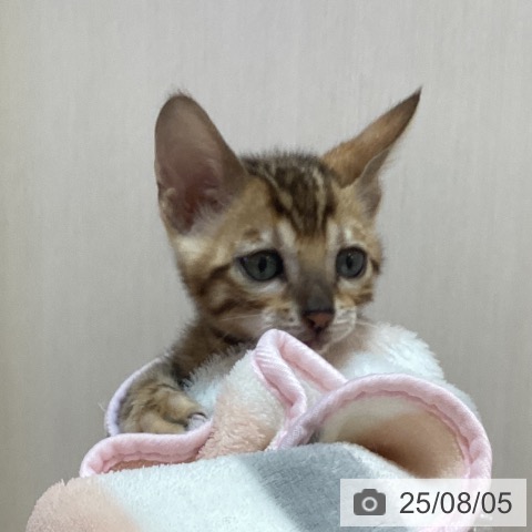 ベンガルの写真