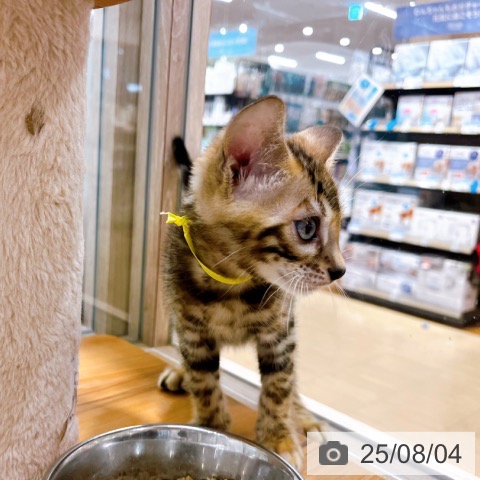 ベンガルの写真