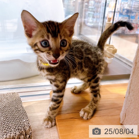 ベンガルの写真