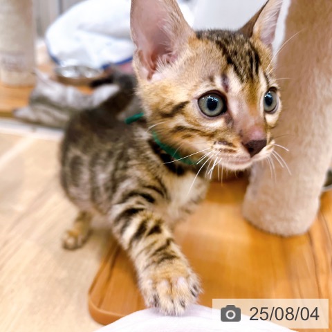 ベンガルの写真