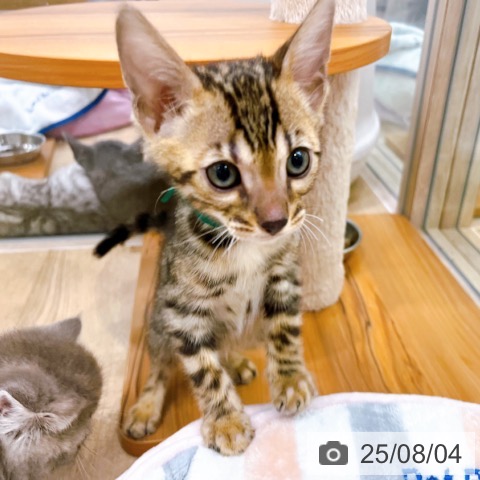 ベンガルの写真