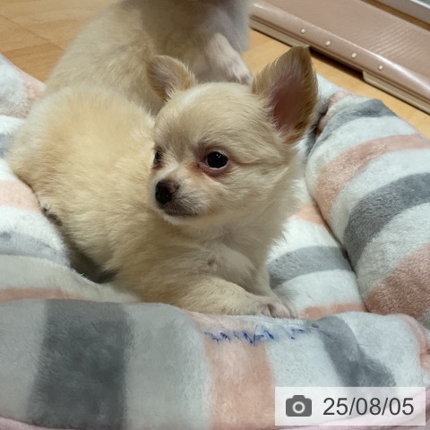 チワワの写真