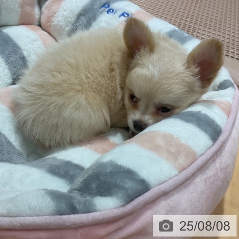 チワワの写真