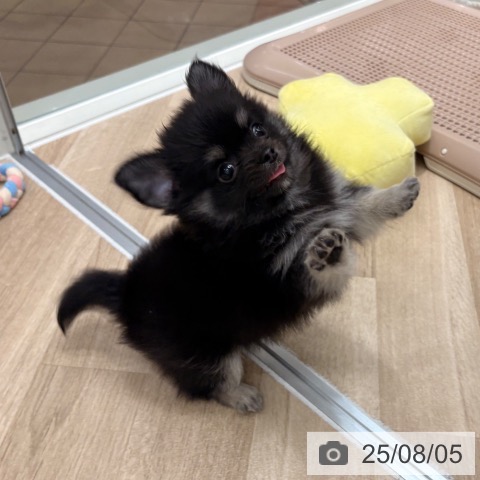 チワワの写真