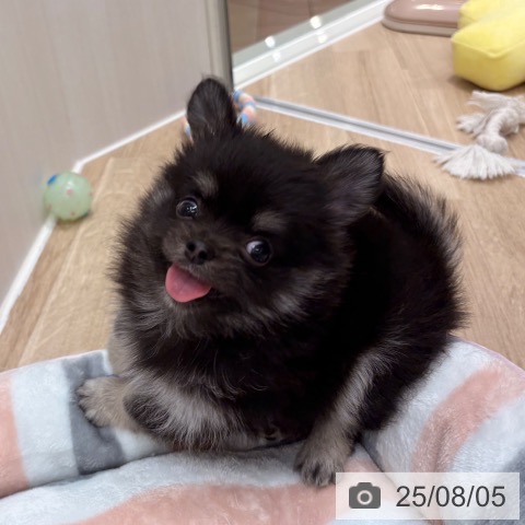 チワワの写真