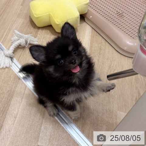 チワワの写真