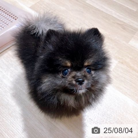 ポメラニアンの写真