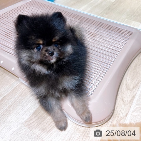 ポメラニアンの写真
