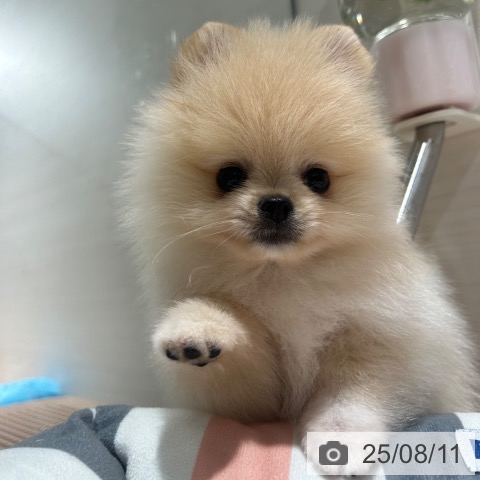 ポメラニアンの写真