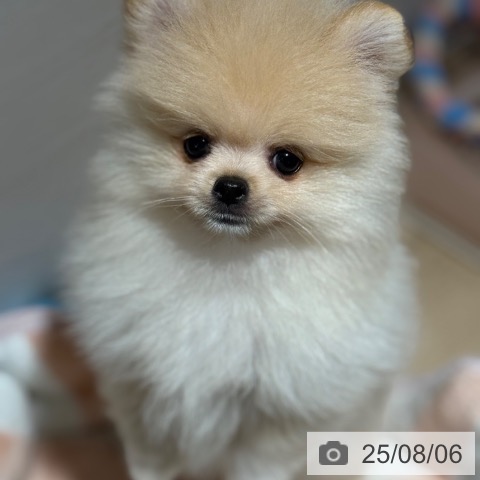 ポメラニアンの写真