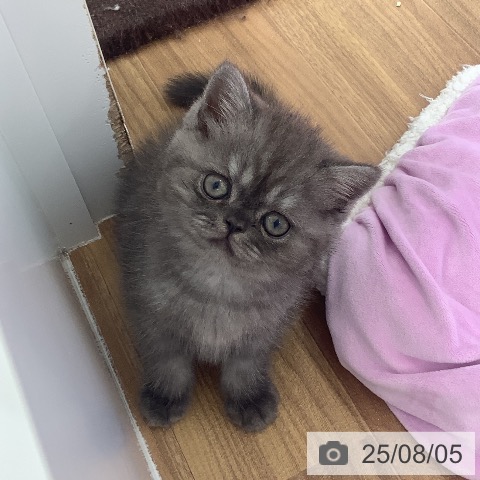エキゾチック・ショートヘアの写真