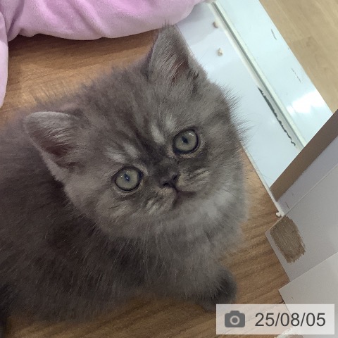 エキゾチック・ショートヘアの写真